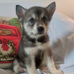 Siberian Huskies from Payden's Siberian Huskies