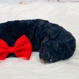 Maverick. AKC - Black male Poodle puppy in Nixa, Missouri from Family Poodles
