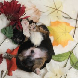 Shih Tzu Puppies from Autumn Breeze Shih Tzus and Friends