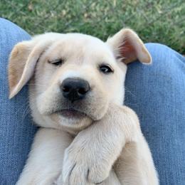 Labrador Retriever Puppies from J and D Retrievers