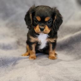 Bolt - Black and tan male Cavalier King Charles Spaniel puppy in Cresthill, Illinois from KonopkaKennelsLLC