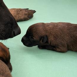 Sable Girl - Fawn sable female Belgian Malinois puppy in Irmo, Texas from Kaizen Ruach Malinois