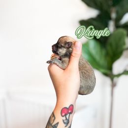 Boy 1 - Cream sable male Pomeranian puppy in Idaho Falls, Idaho from Country Life Pomeranians