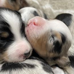 Miniature Australian Shepherd Puppies from Integrity Aussies