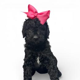 Laura - Black female Goldendoodle puppy in Prosperity, Pennsylvania from Stelladoodles & Company