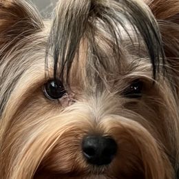 Findi - Yorkshire Terrier