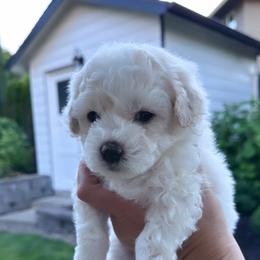 Scooter - White male Bichon Frise puppy in Gresham, Oregon from Lyudmyla Loves Puppies