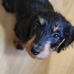 Black Tan 2 - Black and tan female Dachshund puppy in Onalaska, Washington from Divine Teckel Tails