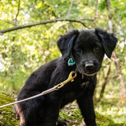 Border Collie, Golden Retriever, and Sporty Mix Puppies from Turbo Border Collies & Coltrievers