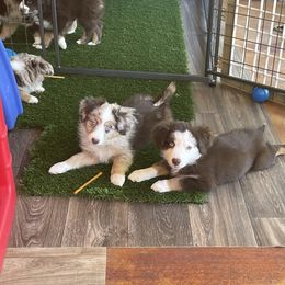 Miniature Australian Shepherd Puppies from Integrity Aussies Tx
