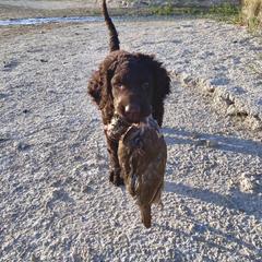 Curly-Coated Retriever Puppies from Betacoil Curly Coated Retrievers