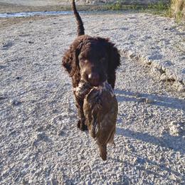 Curly-Coated Retriever Puppies from Betacoil Curly Coated Retrievers