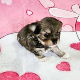 Tinker - Black sabled fawn male Chihuahua puppy in Ponca City, Oklahoma from Bliss Acres Farm