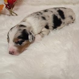 Australian Shepherd Puppies from SugarWood