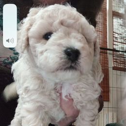Harlen - Cream male Poodle puppy in Tallahassee, Florida from Bows and Bow Ties