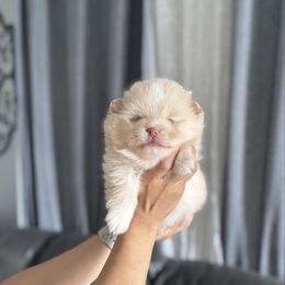 Honey - Cream parti female Pomeranian puppy in Stockton, California from lunas_poms