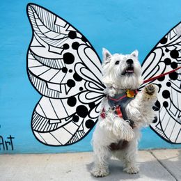 West Highland White Terrier All Grown Up from Dixieland Westies