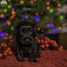 Red Collar - Black male Australian Labradoodle puppy in Cashmere, Washington from Mountain Home Doodles