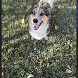 American Corgi puppies from Flying Note Shorties