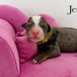 Jenna - Merle female Bernedoodle puppy in Comanche, Texas from Central Texas Doodles, LLC.
