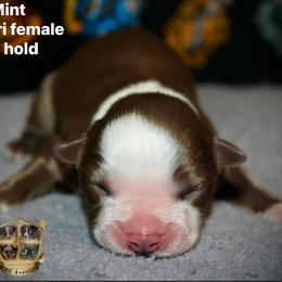 Mint - Red tri-color female Australian Shepherd puppy in El Dorado Springs, Missouri from HP Aussie Kennels