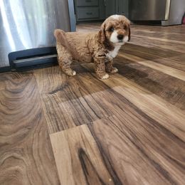 Goldendoodle Puppies from KK's Doodle Bunch