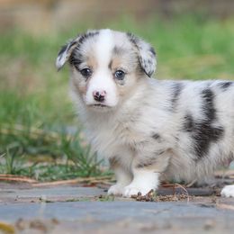 Jackson - Blue merle and white male American Corgi puppy in Plains, Montana from Diamond Corgis