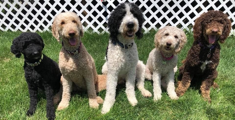 Macadoodles in Colorado | Bernedoodle puppies | Good Dog