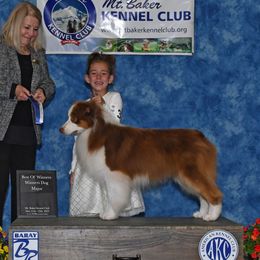Job - Australian Shepherd