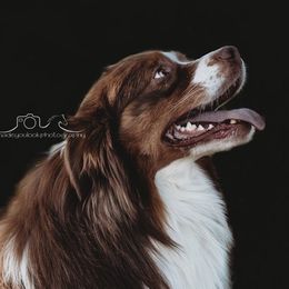 Hank - Australian Shepherd