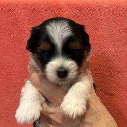 Waverly - Black tan and white female Biewer Terrier puppy in Philipsburg, Pennsylvania from Happy Valley Biewer Terriers