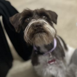 Miniature Schnauzers from Valdez Mini Schnauzers