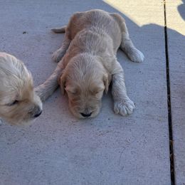 Goldendoodle Puppies from Beemba Goldens
