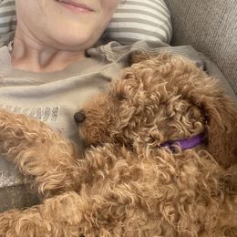 Goldendoodle Puppies from Heavenly Hilltop Farm