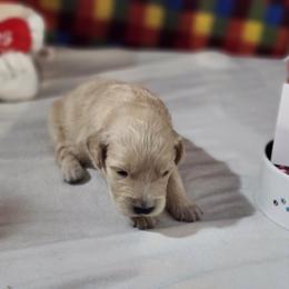 Red - Golden female Golden Retriever puppy in Grant, Michigan from Precious Kennel Retrievers