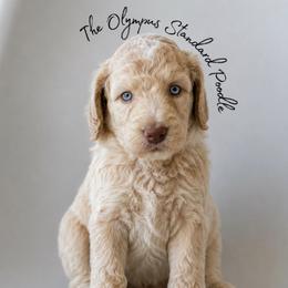 Benedict Bridgerton - White male Poodle puppy in Spring Hills, Florida from The Olympus Standard Poodle