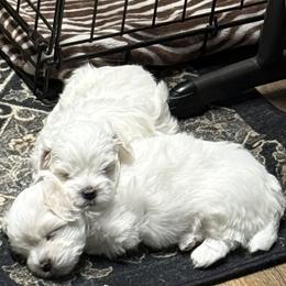 Maltese Puppies from Medhat Samuel