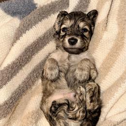Bayou - Cream male Dachshund puppy in Hornbeck, Louisiana from A&Z Mini Dachshunds