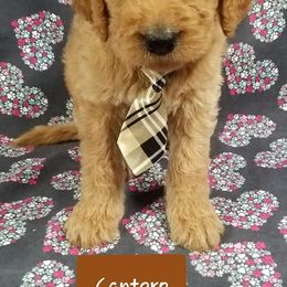 Bernedoodle, Goldendoodle, and Poodle Puppies from Granton Creek