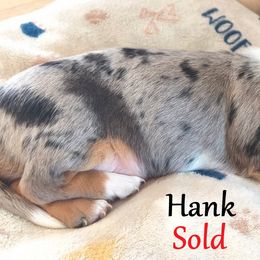 Dachshund Puppies from Costal Cream Doxies