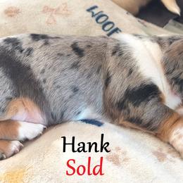 Dachshund Puppies from Costal Cream Doxies