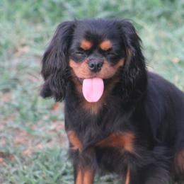 Yours Truly - Cavalier King Charles Spaniel