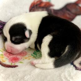 Boy 2 - Fawn male Pembroke Welsh Corgi puppy in Woodland, Washington from MB Acres Corgis