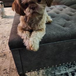 Shih Tzu Puppies from Shih Tzu Kennels