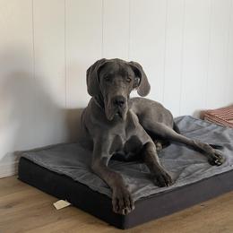 Booba - Great Dane