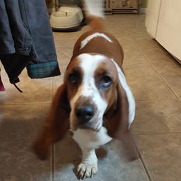 Basset Hound Puppies from Out Law Hounds Den