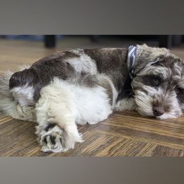 "Winston " Miniature Schnauzer Puppies from PartiLife Miniature Schnauzers