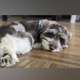 "Winston " Miniature Schnauzer Puppies from PartiLife Miniature Schnauzers