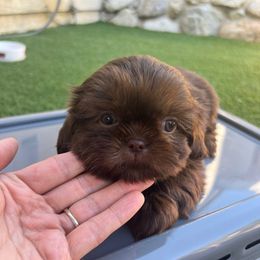 Boy (Red Collar) - Liver male Shih Tzu puppy in Whittier, California from Socal Mother Of Shih Tzus
