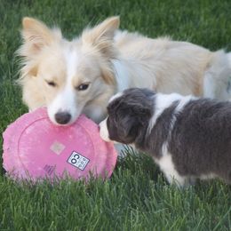 Border Collies from Cu Reabtha Border Collies
